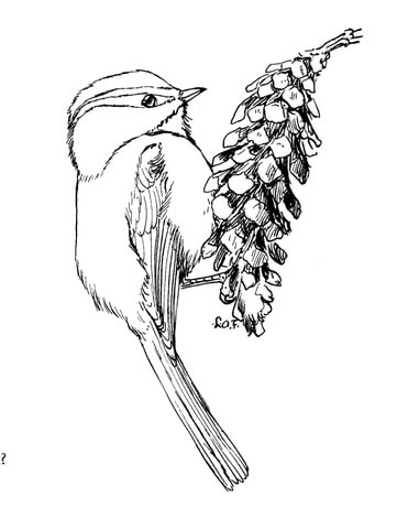 Mountain Chickadee Coloring Page